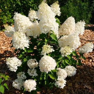 Hortenzie latnatá - Hydrangea paniculata ´HEARCULLES´(kont. 2 litry)