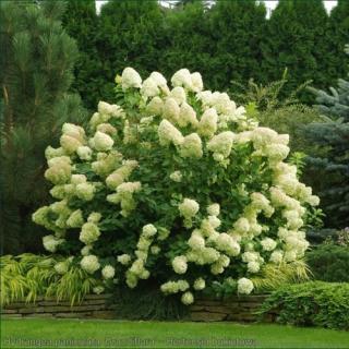 Hortenzie latnatá - Hydrangea paniculata ´LEVANE´ (kont. 2 litry)