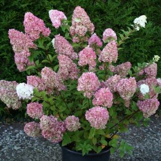 Hortenzie latnatá -  Hydrangea paniculata 'SUNDAE FROISE' , (kont. 2 litry)