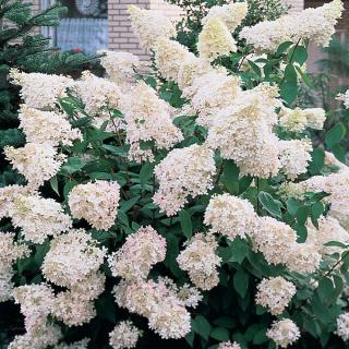 Hortenzie latnatá (obří květ) - Hydrangea pan. ´WHITE GOLIASH´(kont. 2 litry)