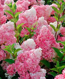 Hortenzie latnatá,růžová bílé špice (VÝPRODEJ) - Hydrangea pan. (kont. 2 litry - VF)