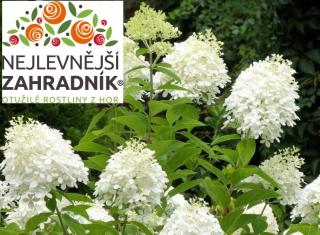Hortenzie latnatá (VÝPRODEJ) - Hydrangea paniculata 'GRANDIFLORA' (kont. 2 litry)