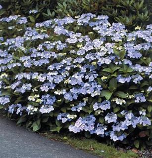 Hortenzie pilovitá - Hydrangea serrata 'BLUE BIRD' (kont. 1,5 litrú)