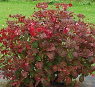 Hortenzie pilovitá (VÝPRODEJ) - Hydrangea serrata ´DOREDEVILL´(kont. 2 litry)