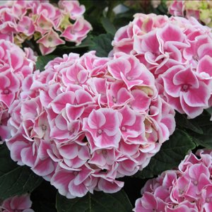 Hortenzie velkolistá - Hydrangea mac. ´BICOLOR´ (kont. 1,5 litrů)