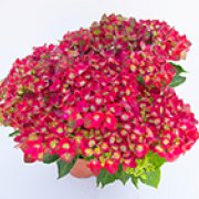 Hortenzie velkolistá  - Hydrangea mac. ´BRIGHT RED POWER´(kont. 2 litry)