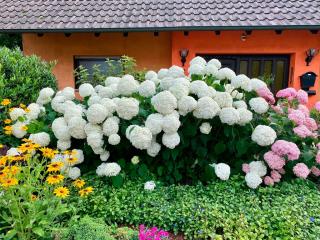 Hortenzie velkolistá - Hydrangea mac. ´WUDU´(kont. 2 litry)