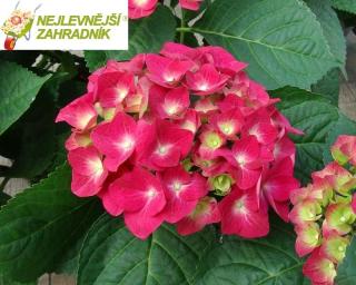 Hortenzie velkolistá - Hydrangea macrophylla ´LEUCHTFEUER´(kont. 2 litry)