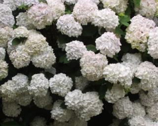 Hortenzie velkolistá - Hydrangea macrophylla 'SOEUR THERESE' (kont. 1,5 litrů)