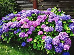 Hortenzie zahradní - Hydrangea mac.´MOWE' (kont. 1,5 litrů)