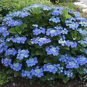 Hortenzie zahradní - Hydrangea macrophylla 'BLAUMEISE' (kont.2 litry)