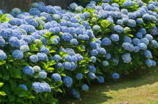 Hortenzie zahradní,modrý květ - Hydrangea mac. ´NIKKO BLAE´ (kont. 1,5 litrů)