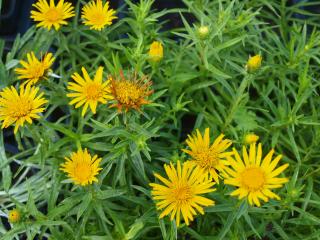 Inula ensifolia - Oman mečolistý (kont. 9X9 cm)