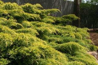 Jalovec čínský - Juniperus chinensis 'OLD GOLD' (kont. 1 litr)