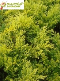 Jalovec poléhavý - Juniperus horizontalis 'LIME GLOW´(kont. 1 litr)