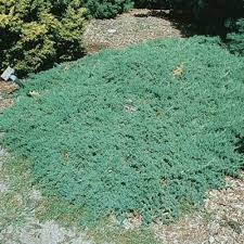 Jalovec poléhavý - Juniperus procumbens ´NANA´(kont. 1 litr)