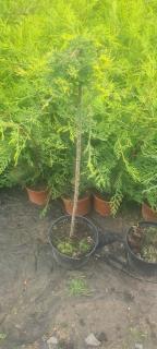 Jalovec (roubovaný,kmínek 80cm) - Juniperus hor. ´GOLDEN CARPET´(kont. 3 litry)