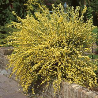 Janovec,čilimník (LUXUSNÍ ROSTLINY) - Cytisus x praecox ´ALLGOLD´(kont. 2 litry)