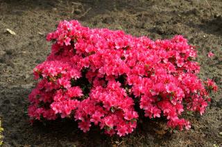 Japonská Azalka - Rhododendron jap. ˇEXCELSIOR´ (kont. 2 litry)