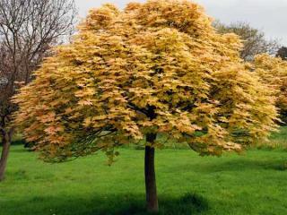 Javor klen (LUXUSNÍ ROSTLINY) - Acer pseudoplatanus 'BRILLIANTISSIMUM' (kont. 7,5 litrů)