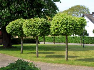 Javor mléč - Acer platanoides 'GLOBOSUM' (kmínek 120cm,kont. 7,5 litrů)