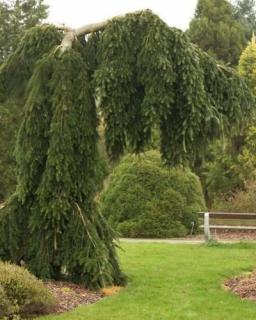 Jedle kavkazská,převislá - Abies nordmanniana 'PENDULA' (kont. 2 litry)