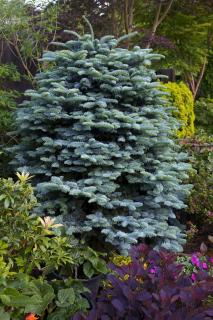 Jedle stříbrná - Abies procera ´GLAUCA´(kont. 2 litry)