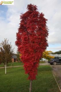 Jeřáb obecný - Sorbus aucuparia 'AUTUMN SPIRE' (na kmínku 120 cm, kont. 5 litrů)