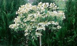 Kalina japonská - Viburnum plicatum ´WATANABE´ (kont. 1 litr)