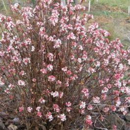 Kalina vonná - Viburnum farreri 'DECEMBER DWARF' (kont. 2 litry)