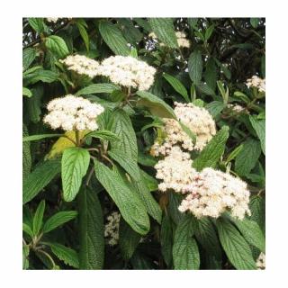 Kalina vrásčitolistá - Viburnum rhytidophyllum