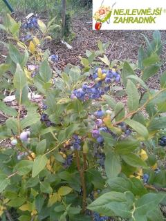 Kanadská borůvka - Vaccinium corymbosum 'BLUE GOLD' (kont. 2 litry)