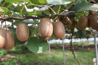 Kiwi - Actinidia deliciosa ´TOMURI´(kont. 2 litry)