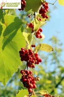 Klanopraška čínská - Schizandra chinensis (vyvazovaná,kont. 2 litry)