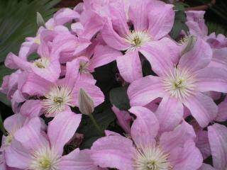 Klematis - Clematis´COMTESSE DE BOUCHAUD´VÝPRODEJ (kont. 2 litry)