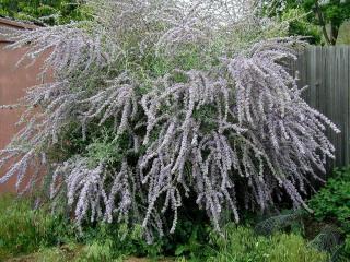 Komule střídavolistá - Buddleja alternifolia (kont.2 litry)