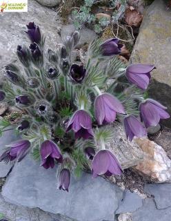 Koniklec německý - Pulsatilla vul. 'BELLS VIOLET' (kont. 9x9 cm)