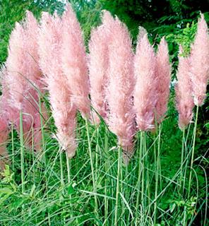 Kortaderie růžová (Pampová tráva) - Cortaderia ´ROSEA´ (kont. 1,5 litrů)