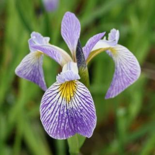 Kosatec (výprodej,moc pěkné rostliny) - Iris versicolor pacifica (kont. 1 litr)