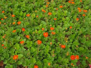 Kuklík šarlatový - Geum coccineum 'KOI' (kont. 9x9 cm)