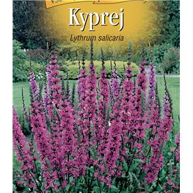 Kyprej - Lythrum salicaria