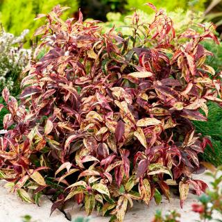 Leucothoe - Leucothoe ´RAINBOW´(kont. 1,5 litrů)