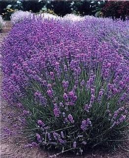 Levandule - Lavandula angustifolia 'HIDCOTE' (kont. 9x9 cm)