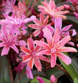 Levisie - Lewisia longopetala ´LITTLE TUTTI FRUTTI´(kont. 9x9 cm)