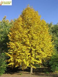 Lípa srdčitá, žlutý list - Tilia cordata ´WINTER ORANGE´(km. 100,kont. 7,5 litrů)