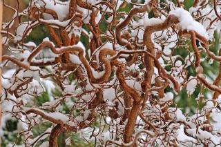 Líska - Corylus avellana 'MEDUSA' (kmínek 100 cm,kont. 7,5 litrů)