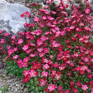 Lomikámen - Saxifraga arendsií ´PURPURTEPICH´(kont. 9x9 cm)