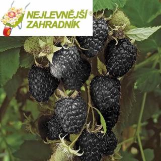 Malina černoplodá - Rubus idaeus 'BLACK JEWEL' (kont. 1 litr)