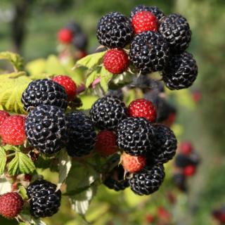 Malina černoplodá - Rubus idaeus 'BLACK JOKELL' (kont. 1 litr)