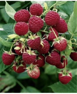 Maliník červený (stáleplodící) - Rubus idaeus ´GLEN AMPLE´ (kont. 1 litr)
